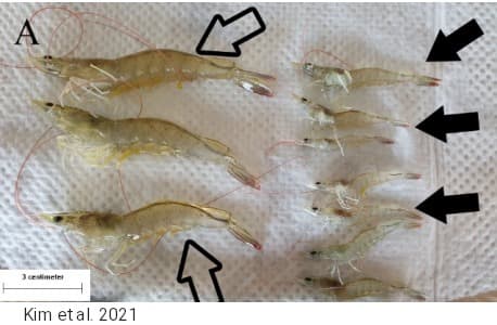 EHP (Enterocytozoon hepatopenaei)