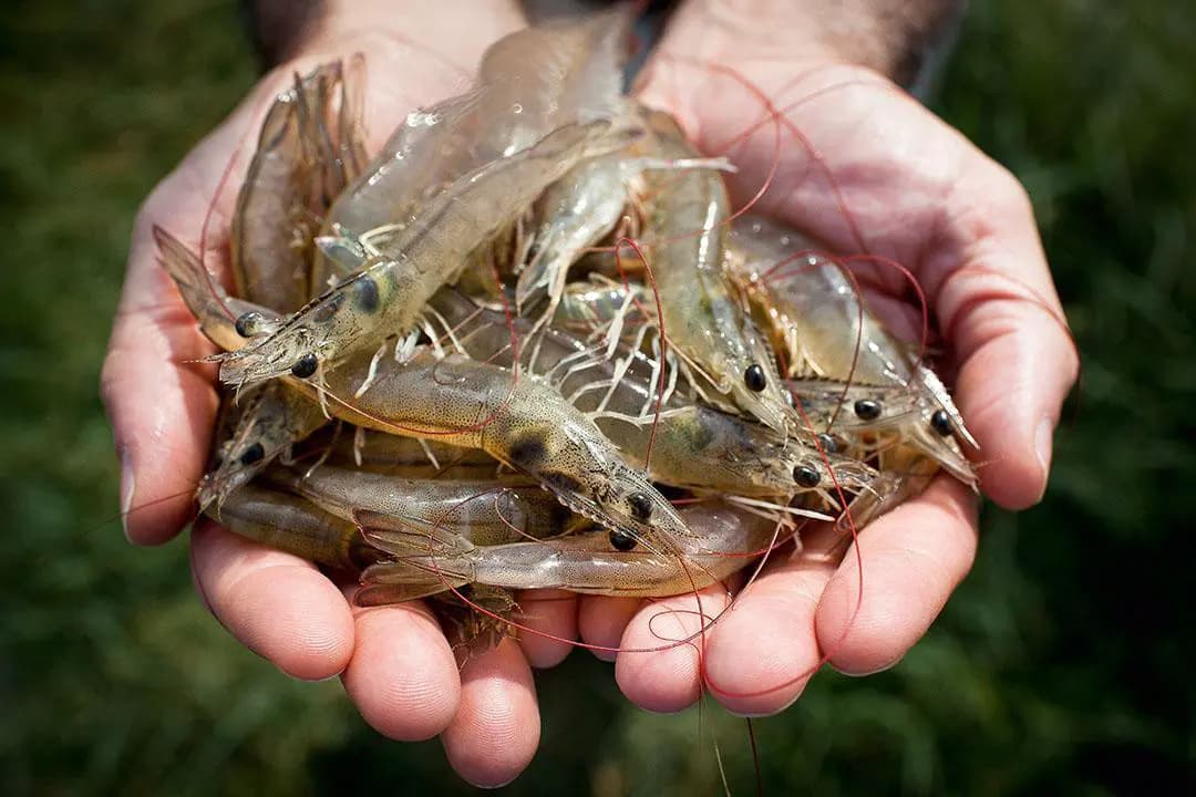 Shrimp farming hero image