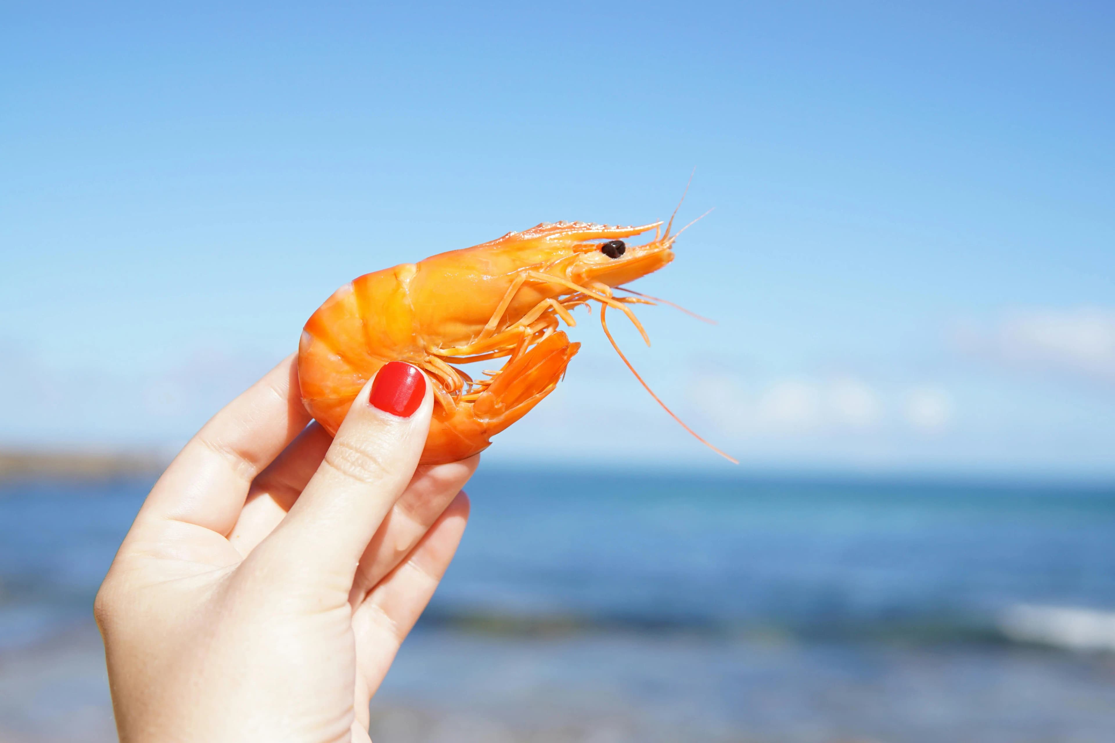 Shrimp farming hero image