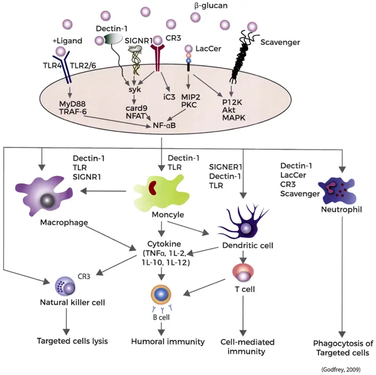 Stimulate the Immune System