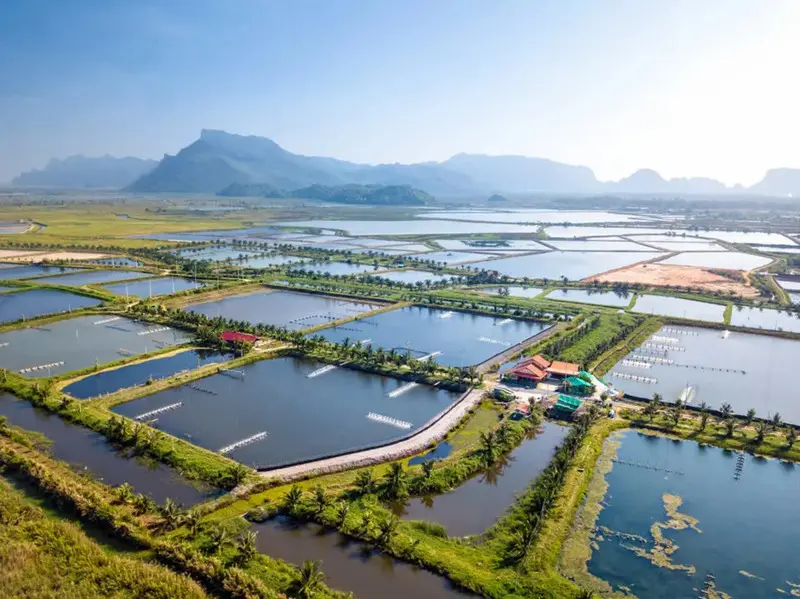 Pathogen susceptibility in aquaculture